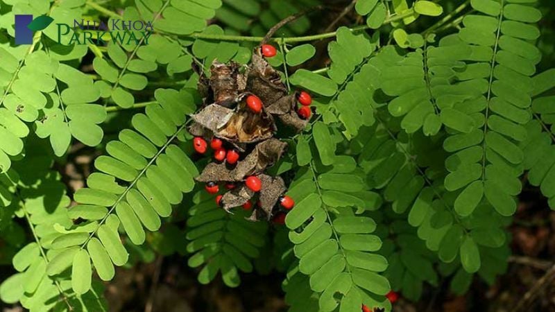 Bà bầu bị viêm chân răng phải làm sao? Cách chữa an toàn