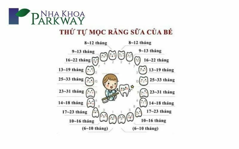 Thời điểm bé mọc răng hàm