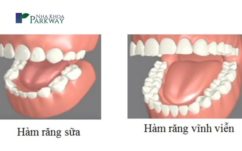 Sự phát triển khớp cắn ở trẻ