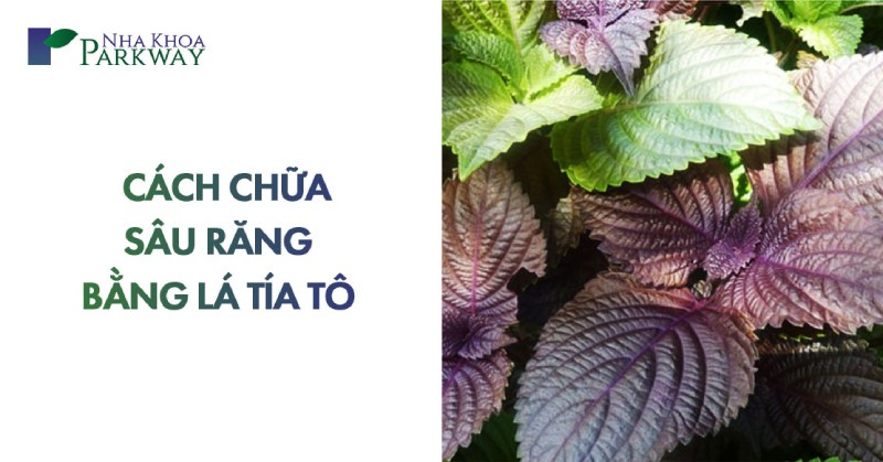 cách chữa sâu răng bằng lá tía tô