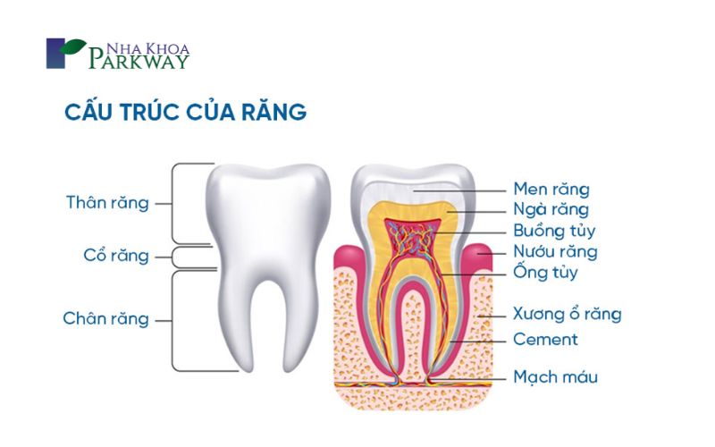 Răng sữa có chân không? Như thế nào?