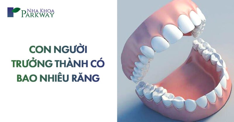 con người trưởng thành có bao nhiêu cái răng