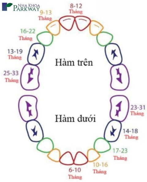 Trình tự trẻ mọc răng
