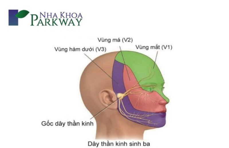 Những nguyên nhân dẫn đến đau răng hàm gây đau đầu