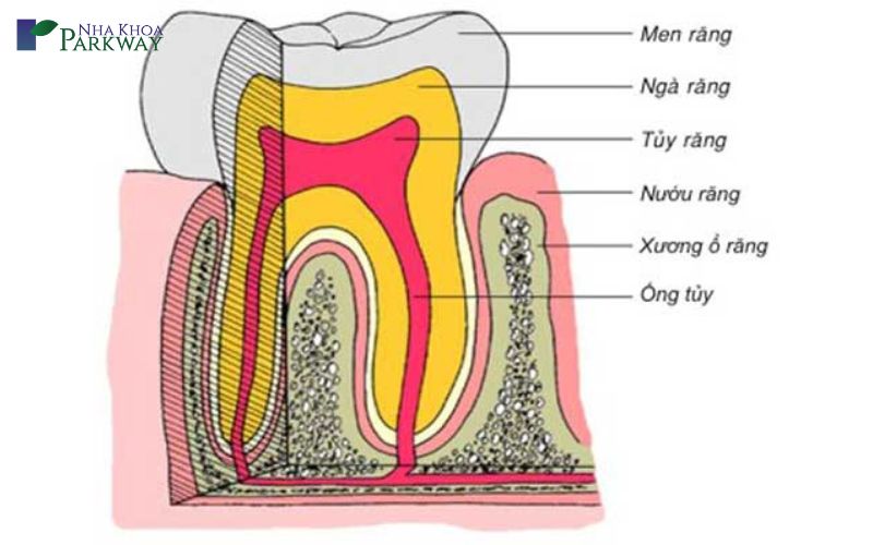 Sơ lược về tủy răng