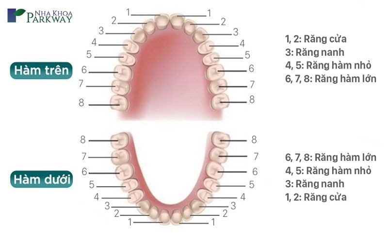 Số lượng của ống tủy răng sữa