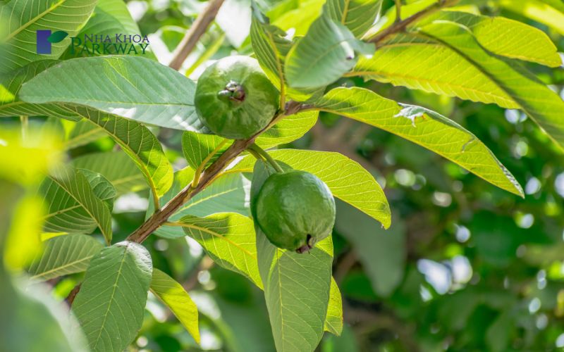  Cách chữa sâu răng bằng lá ổi