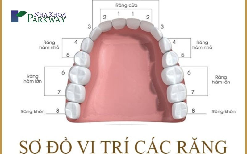 Răng cửa là răng số mấy vị trí