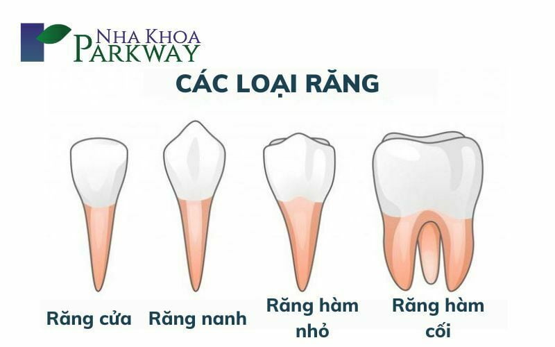 Vai trò của răng hàm