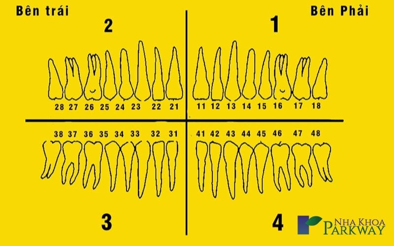 Răng cửa là răng số mấy?