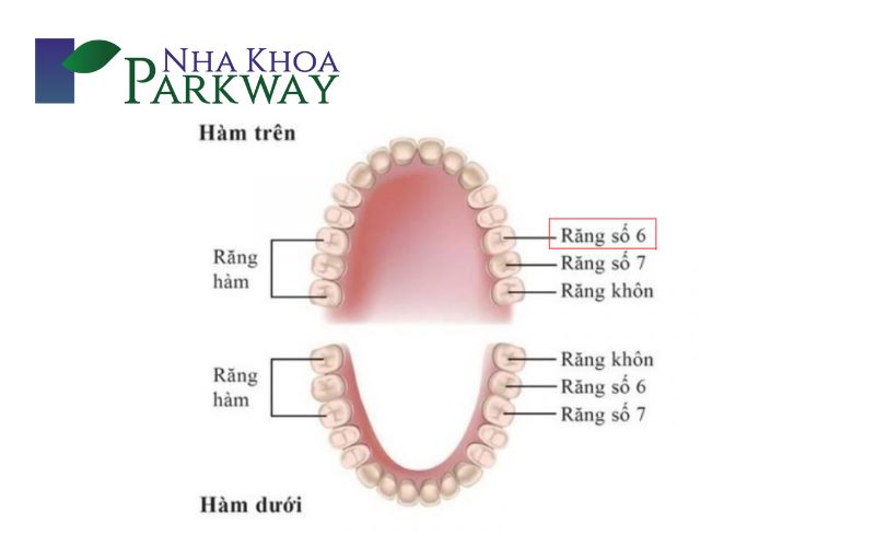 Một vài câu hỏi thường thấy khi trồng răng hàm