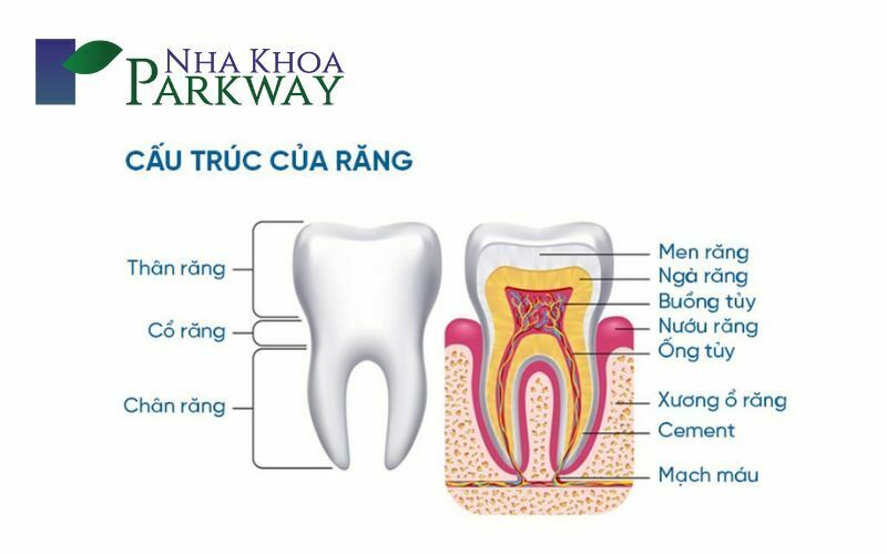 Các loại răng và chức năng của răng