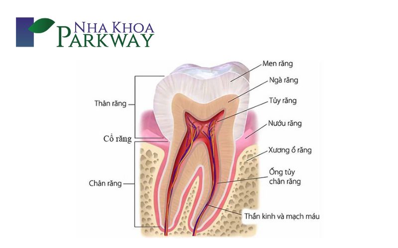 Cấu tạo của răng