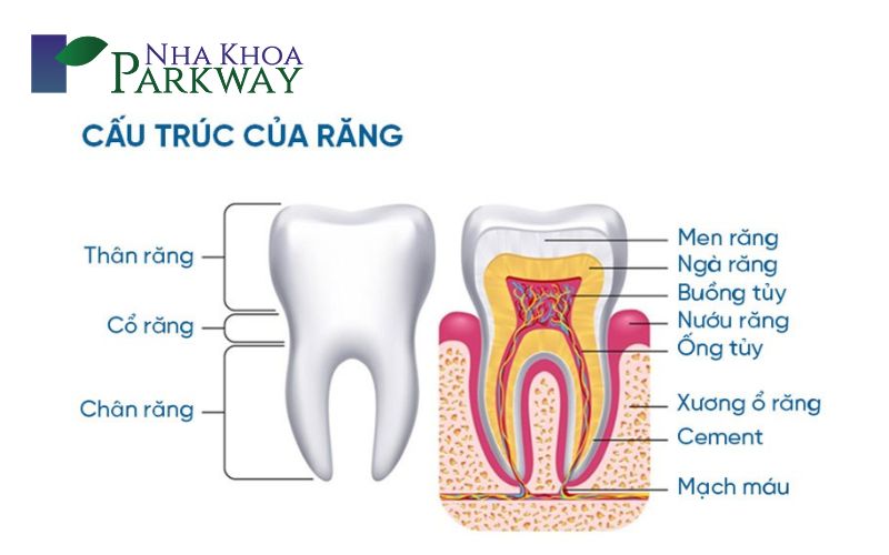 Cấu tạo của răng hàm