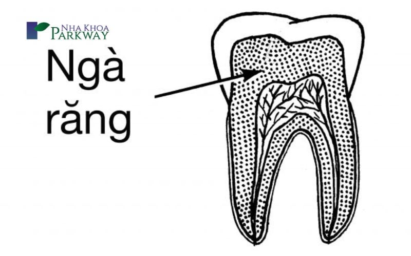 Chức năng của ngà răng là gì?