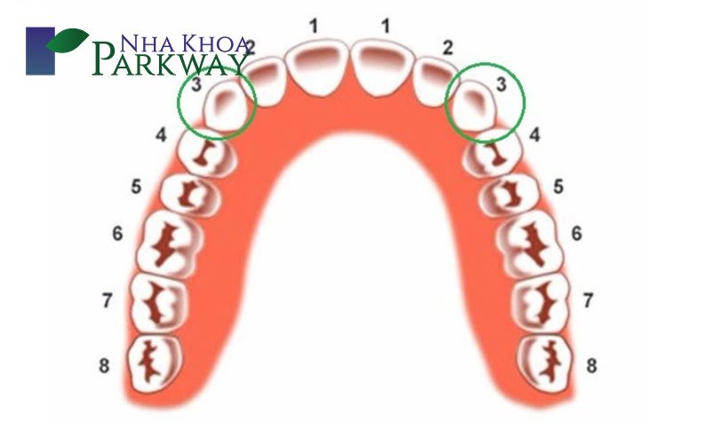 Vị trí, hình dáng, cấu tạo của răng nanh