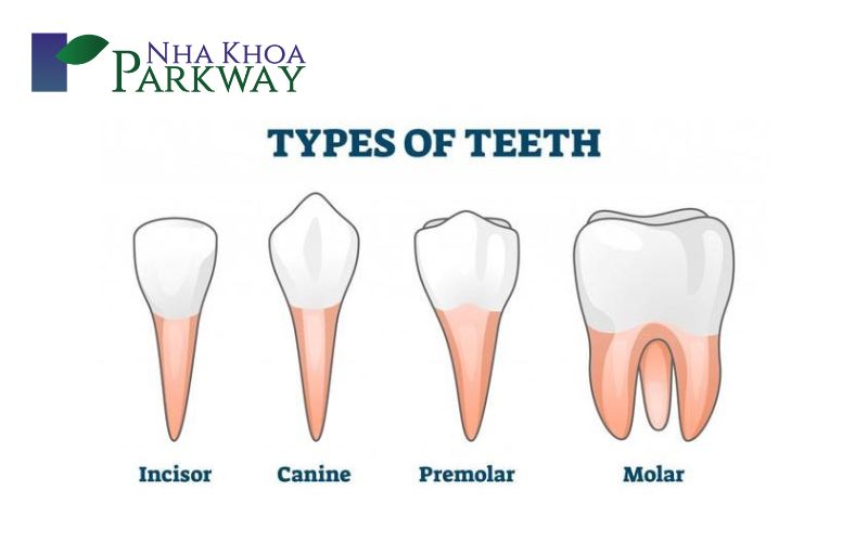 Vị trí, hình dáng, cấu tạo của răng nanh