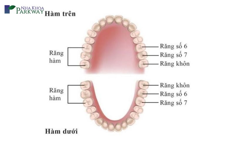 Răng số 6 bị sâu có nên nhổ không? Có nguy hiểm không?