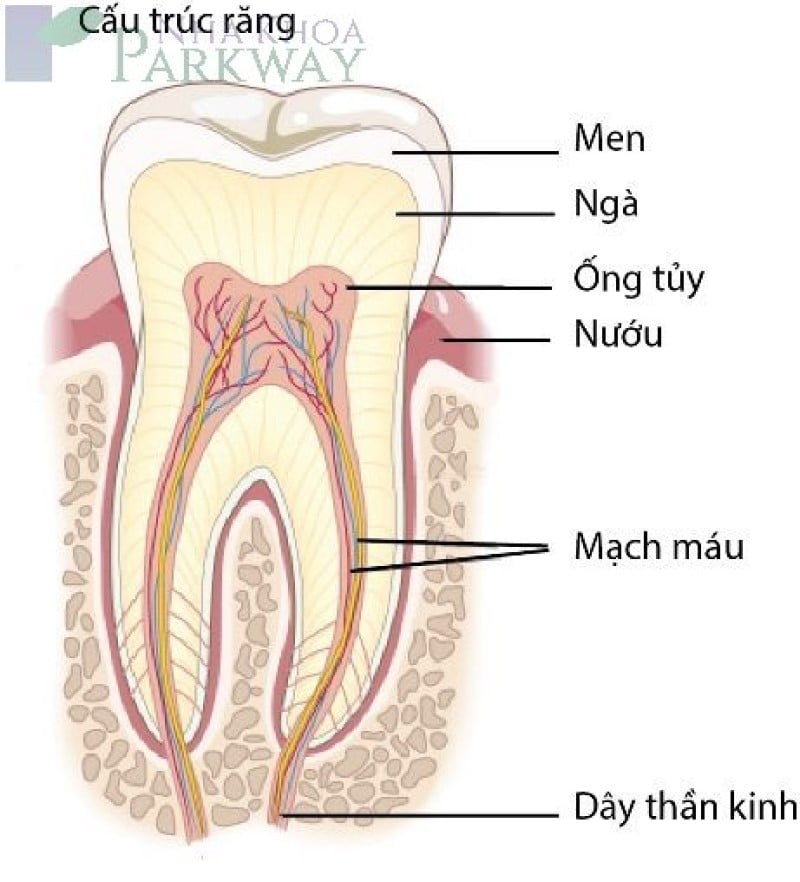 Tủy răng là gì?