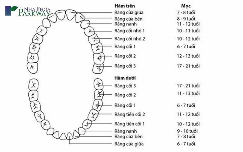 Răng sữa thay bao nhiêu cái? Số lượng răng thay