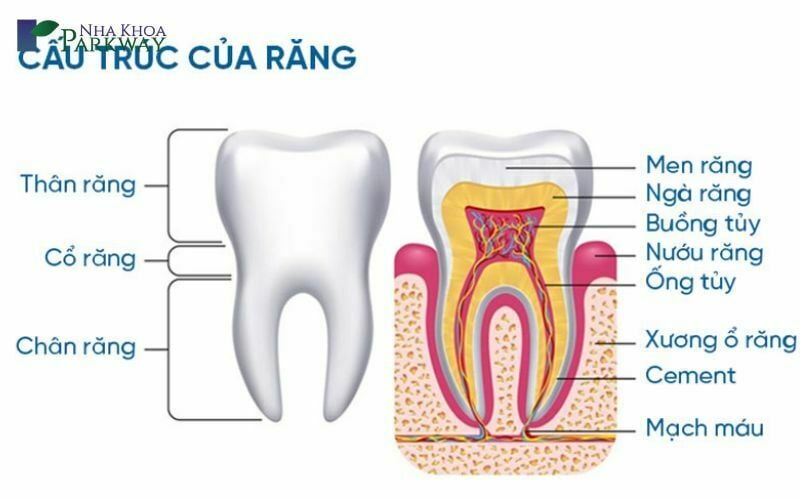 Chân răng có cấu tạo như thế nào? 