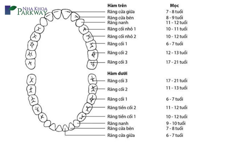 Thứ tự thay răng sữa và thứ tự mọc răng sữa như thế nào?