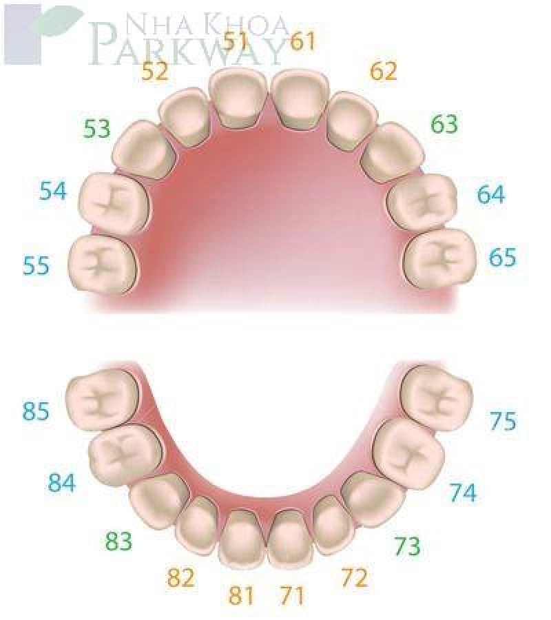Hình ảnh sơ đồ răng sữa