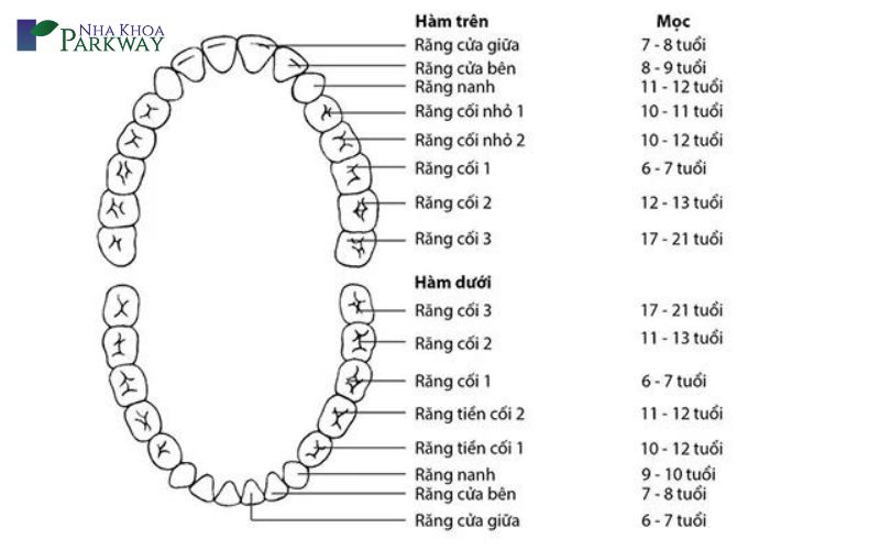 Lịch mọc răng sữa và thay răng sữa của trẻ