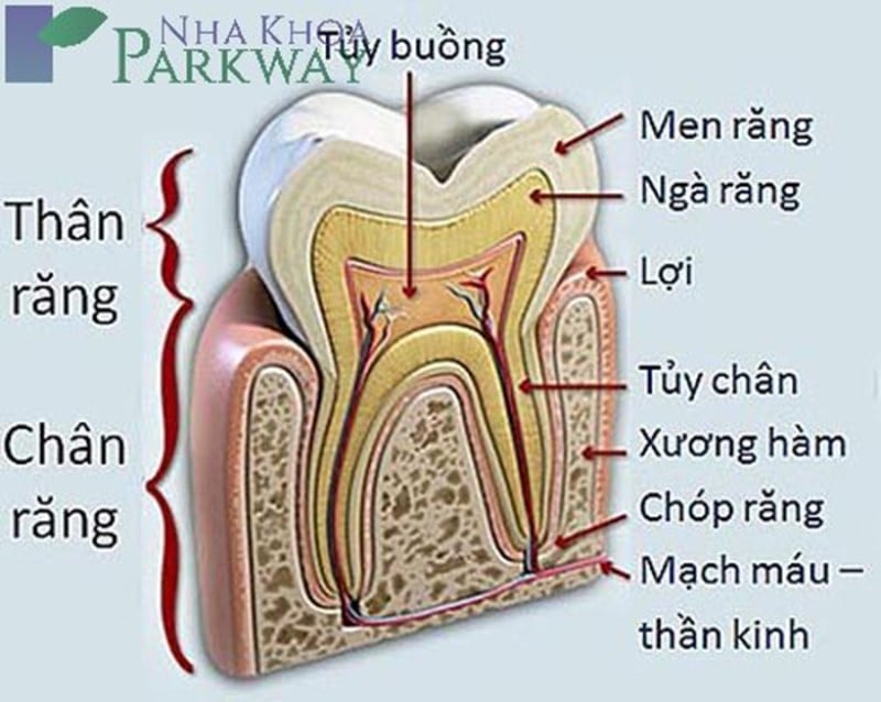 Bé bị sún răng sữa là như thế nào? 