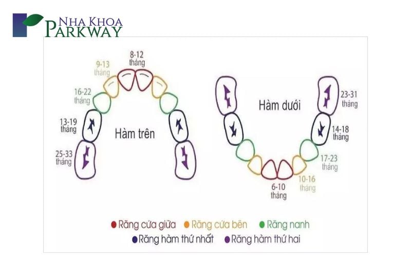 Trình tự trẻ mọc răng hàm