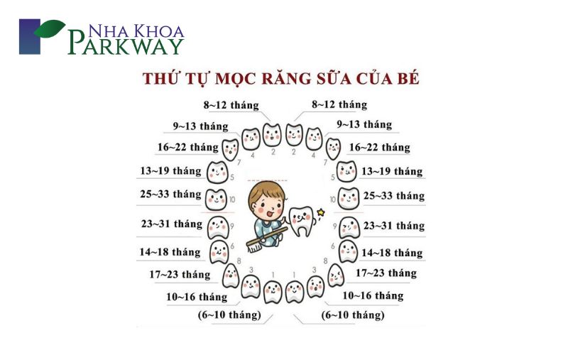 Trẻ mọc răng hàm khi nào?