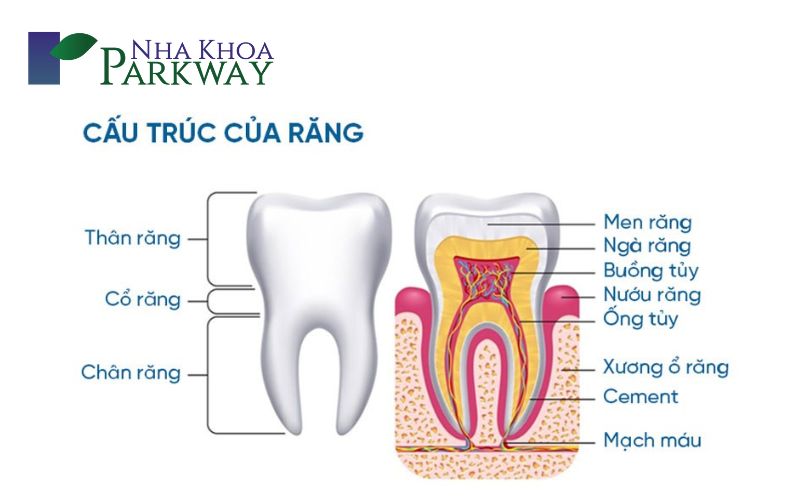 Tác dụng của răng hàm